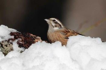 Meadow Bunting Saitama Prefecture Forest Park Thu, 3/7/2024