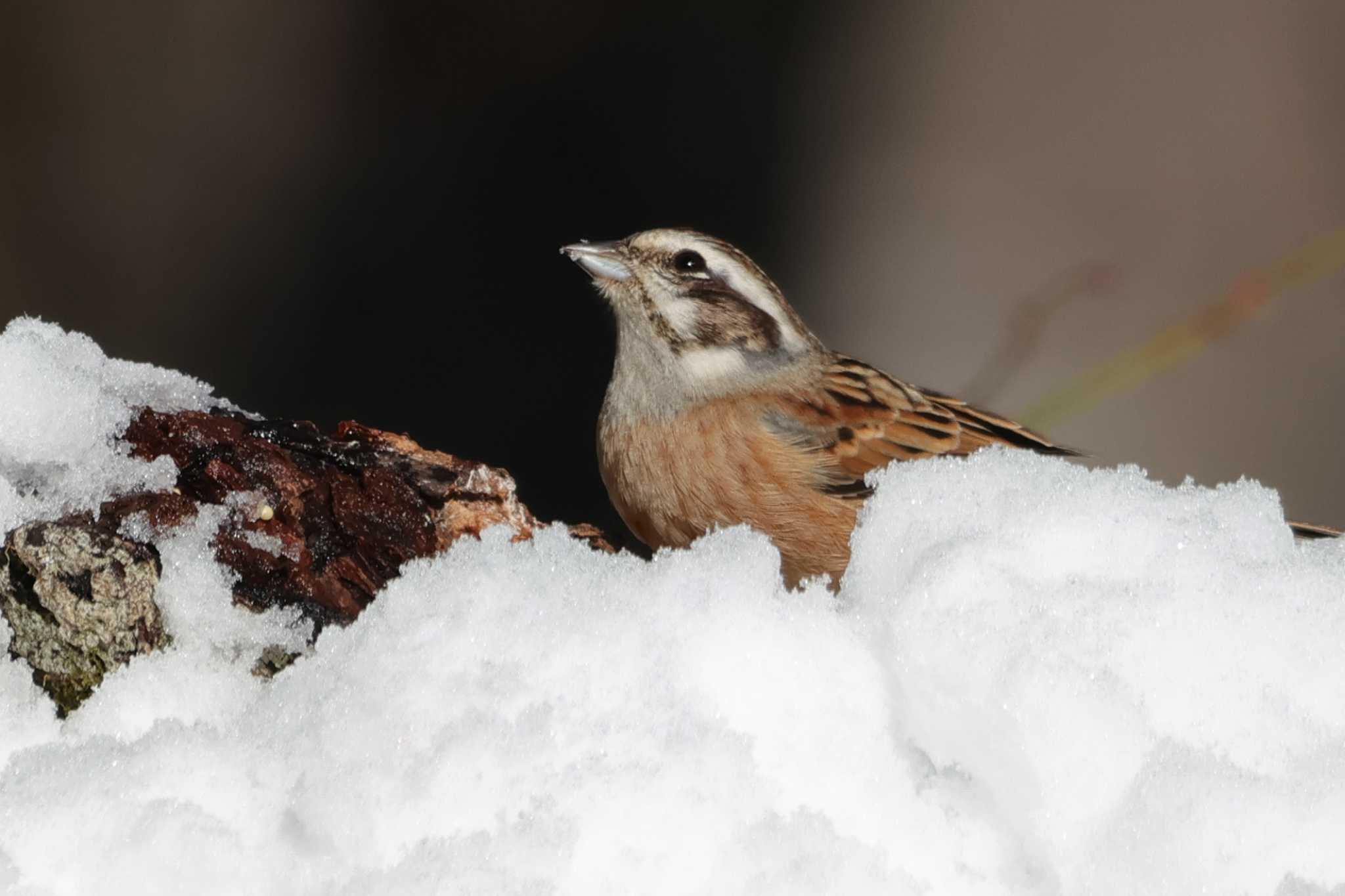 Meadow Bunting