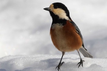 Varied Tit Saitama Prefecture Forest Park Thu, 3/7/2024