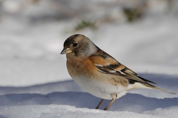 Brambling Saitama Prefecture Forest Park Thu, 3/7/2024