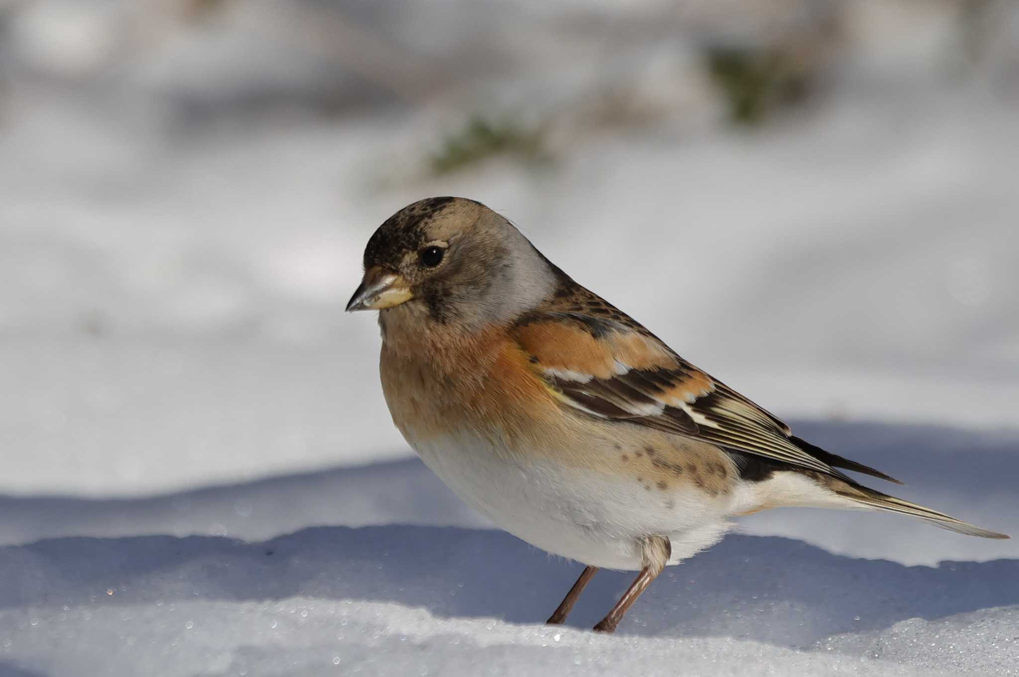 Photo of Brambling at Saitama Prefecture Forest Park by ひろ