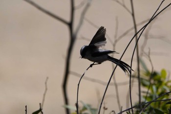 エナガ ひろせ野鳥の森 2024年3月3日(日)