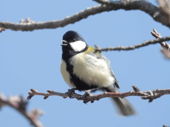 シジュウカラ 行徳野鳥保護区 2024年3月4日(月)