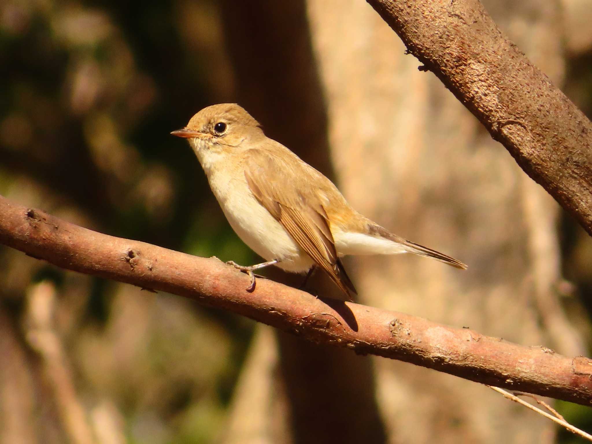 Red-breasted Flycatcher