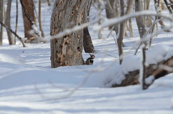 Great Spotted Woodpecker Unknown Spots Sun, 3/10/2024