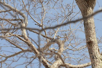 Long-tailed tit(japonicus) 家の近所 Sun, 3/10/2024