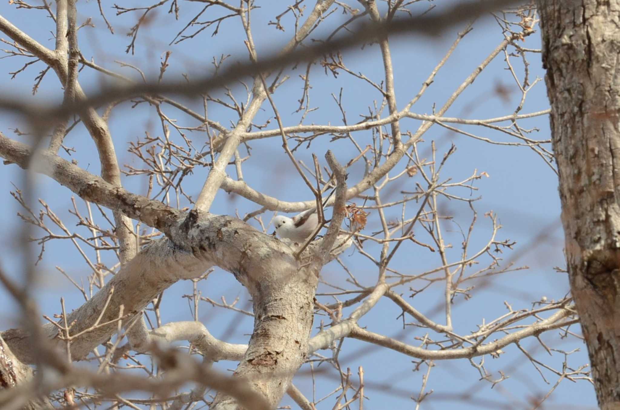 Photo of Long-tailed tit(japonicus) at 家の近所 by J