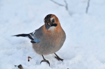 Eurasian Jay(brandtii) 大沼公園(北海道七飯町) Sat, 3/9/2024