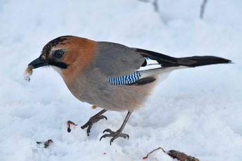 Eurasian Jay(brandtii) 大沼公園(北海道七飯町) Sat, 3/9/2024