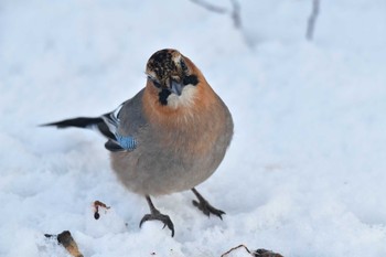 Eurasian Jay(brandtii) 大沼公園(北海道七飯町) Sat, 3/9/2024