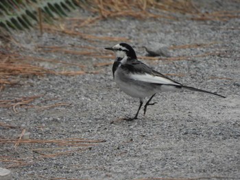 White Wagtail 小名木川(東京都江東区) Sun, 1/28/2024