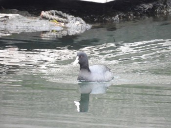 Eurasian Coot 小名木川(東京都江東区) Sun, 1/28/2024