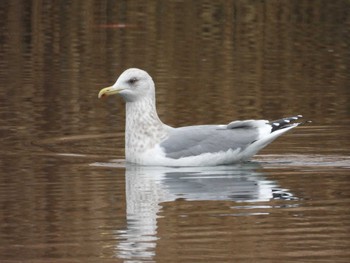 Sun, 1/28/2024 Birding report at 小名木川(東京都江東区)