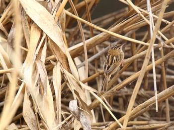 Zitting Cisticola 平塚田んぼ Sat, 3/2/2024