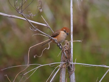 Bull-headed Shrike 平塚田んぼ Sat, 3/2/2024