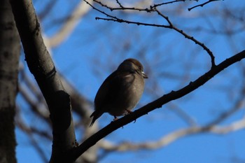 シメ 四季の森公園(横浜市緑区) 2024年3月10日(日)