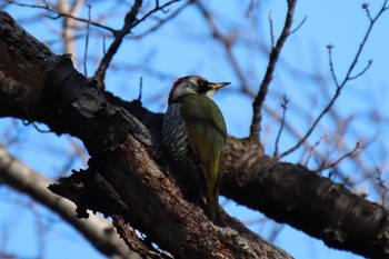 Japanese Green Woodpecker 四季の森公園(横浜市緑区) Sun, 3/10/2024