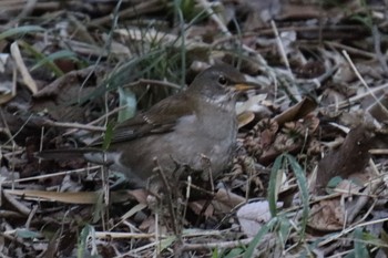 Pale Thrush 四季の森公園(横浜市緑区) Sun, 3/10/2024