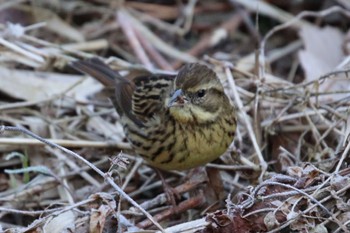 Masked Bunting 四季の森公園(横浜市緑区) Sun, 3/10/2024