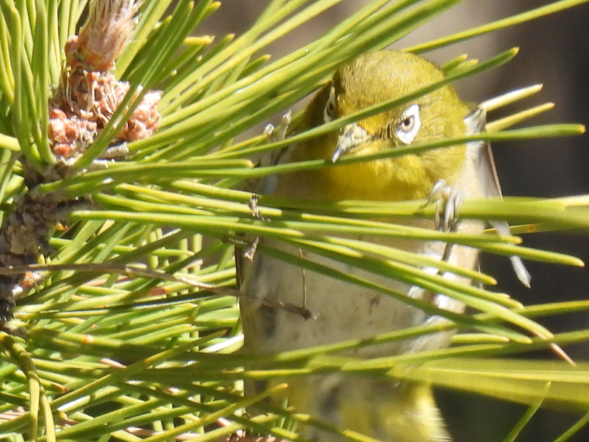 Photo of Warbling White-eye at 海浜幕張 by じゃすみん 岐阜ラブ❤︎