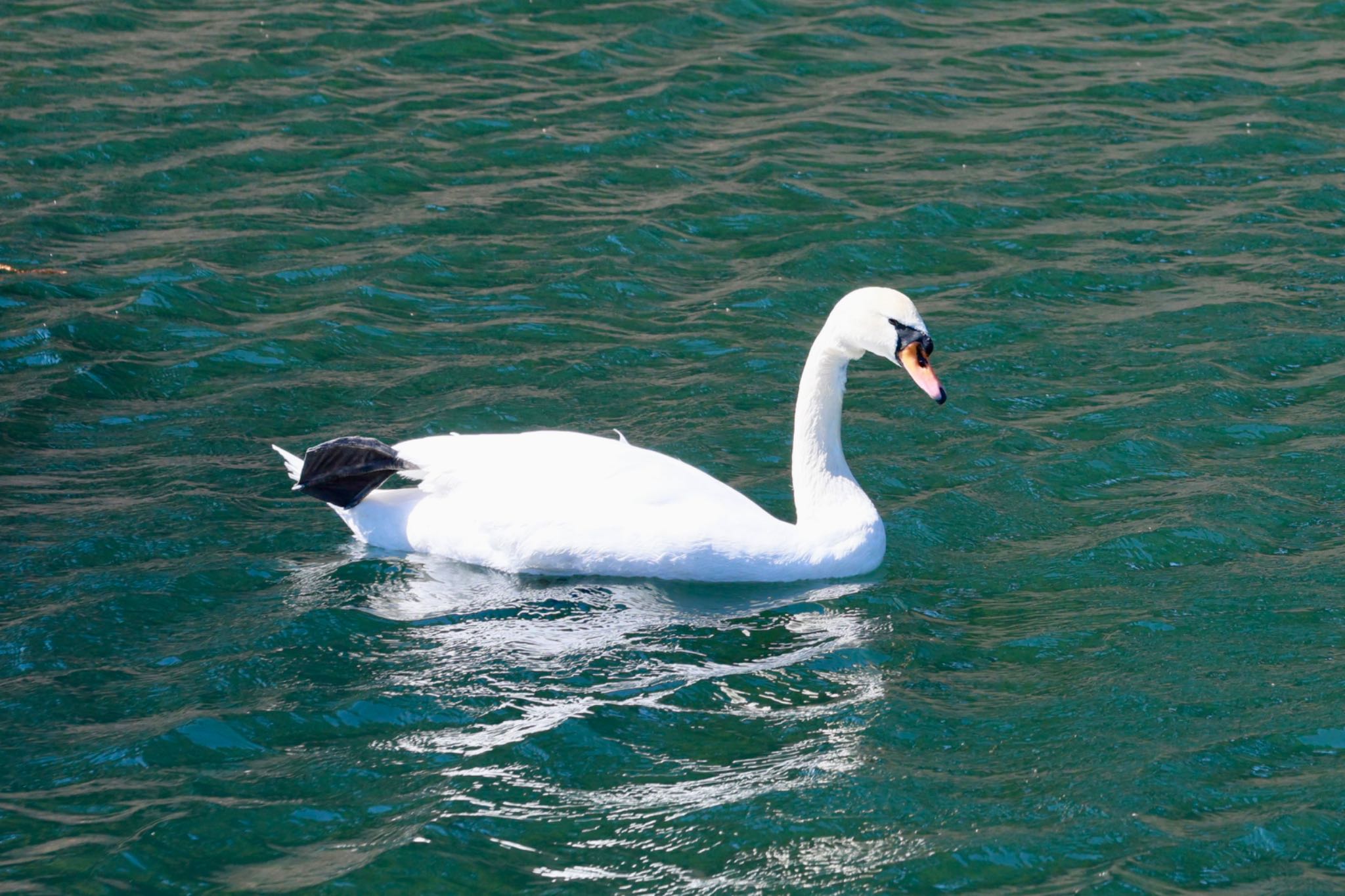 Photo of Mute Swan at Imperial Palace by Tomo