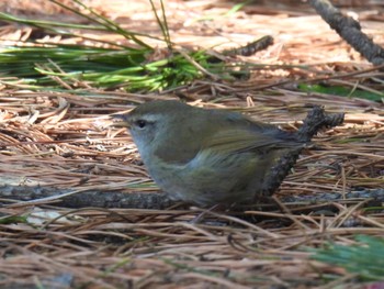 Japanese Bush Warbler 海浜幕張 Sun, 3/10/2024