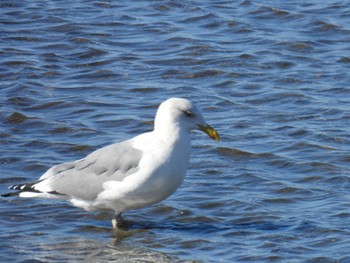 Common Gull 幕張海浜公園 Sun, 3/10/2024