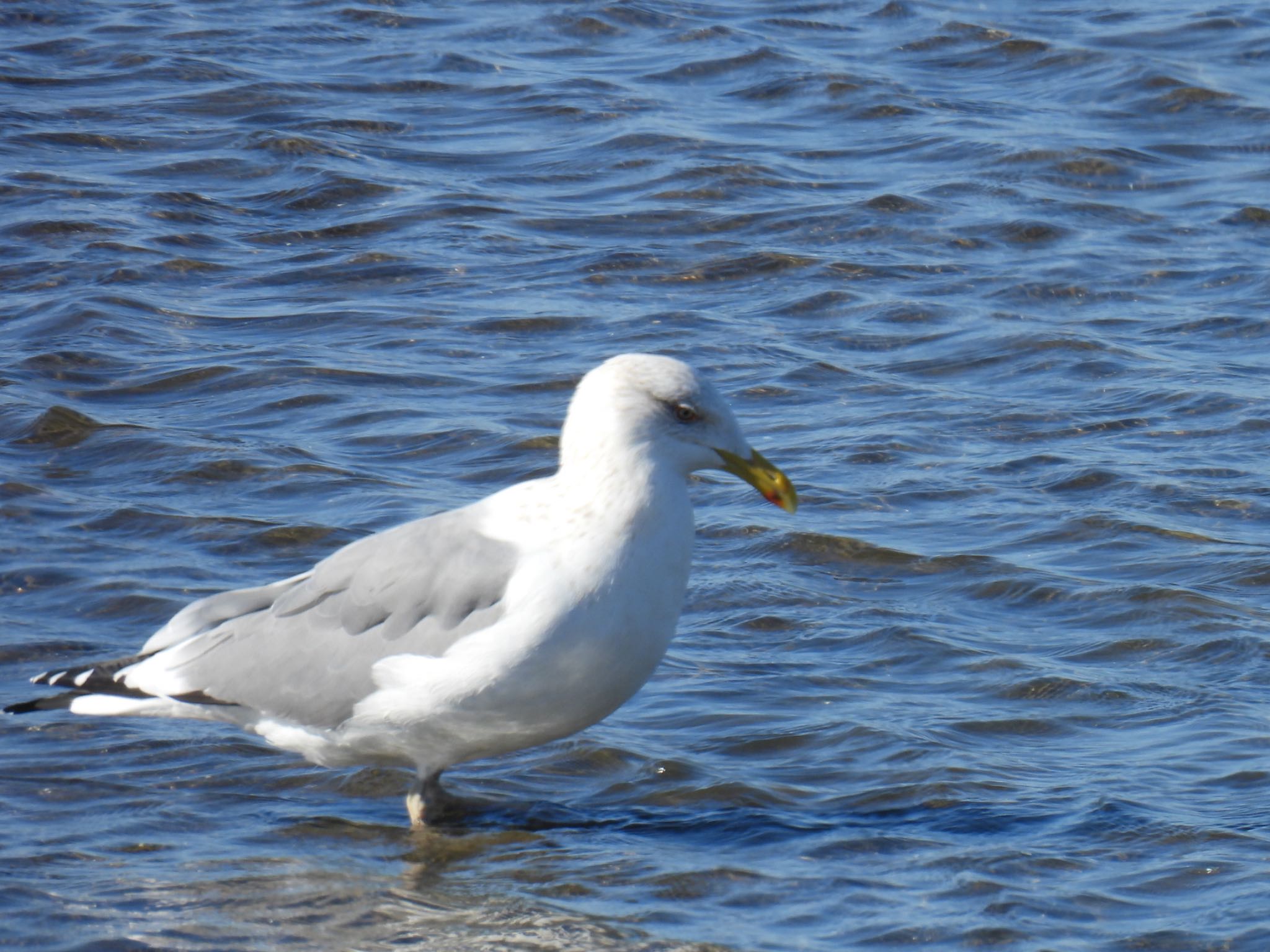 Photo of Common Gull at 幕張海浜公園 by じゃすみん 岐阜ラブ❤︎
