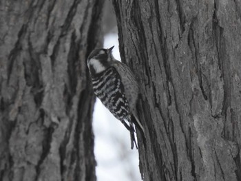 Japanese Pygmy Woodpecker(seebohmi) Makomanai Park Sun, 1/21/2024