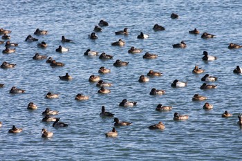 Greater Scaup Gonushi Coast Sat, 12/8/2018