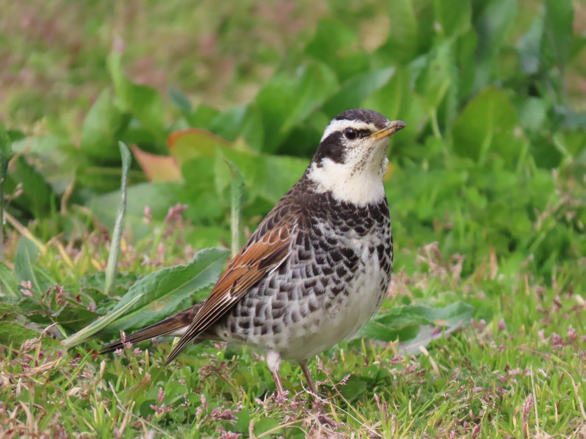 Photo of Dusky Thrush at 淀川河川公園 by えりにゃん店長