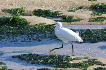 Little Egret Gonushi Coast Sat, 12/8/2018