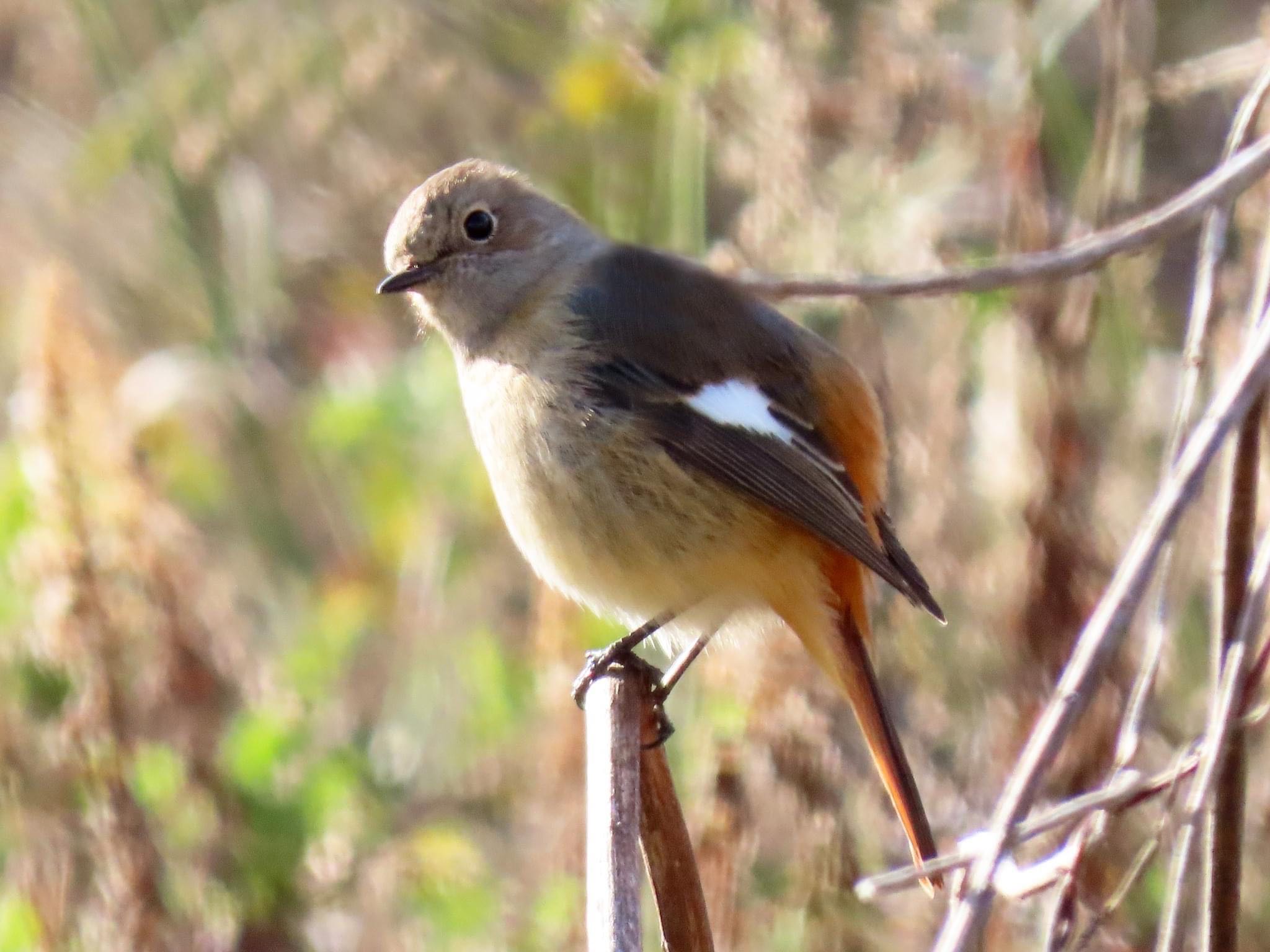 Daurian Redstart