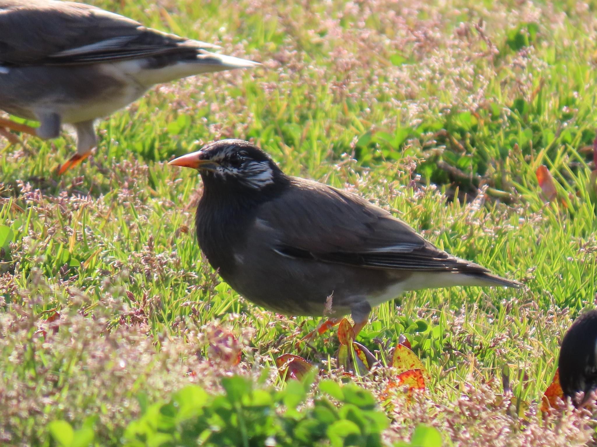 White-cheeked Starling