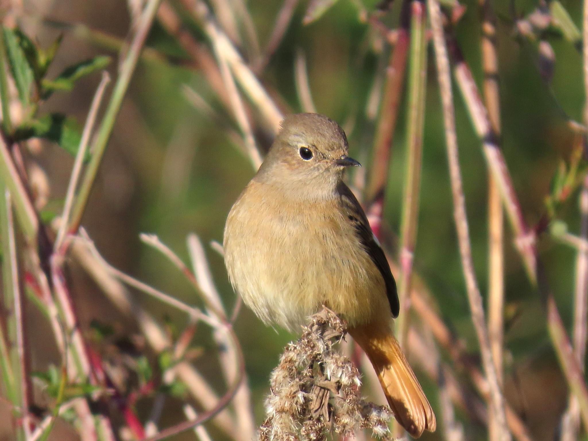 Photo of Daurian Redstart at 淀川河川公園 by えりにゃん店長