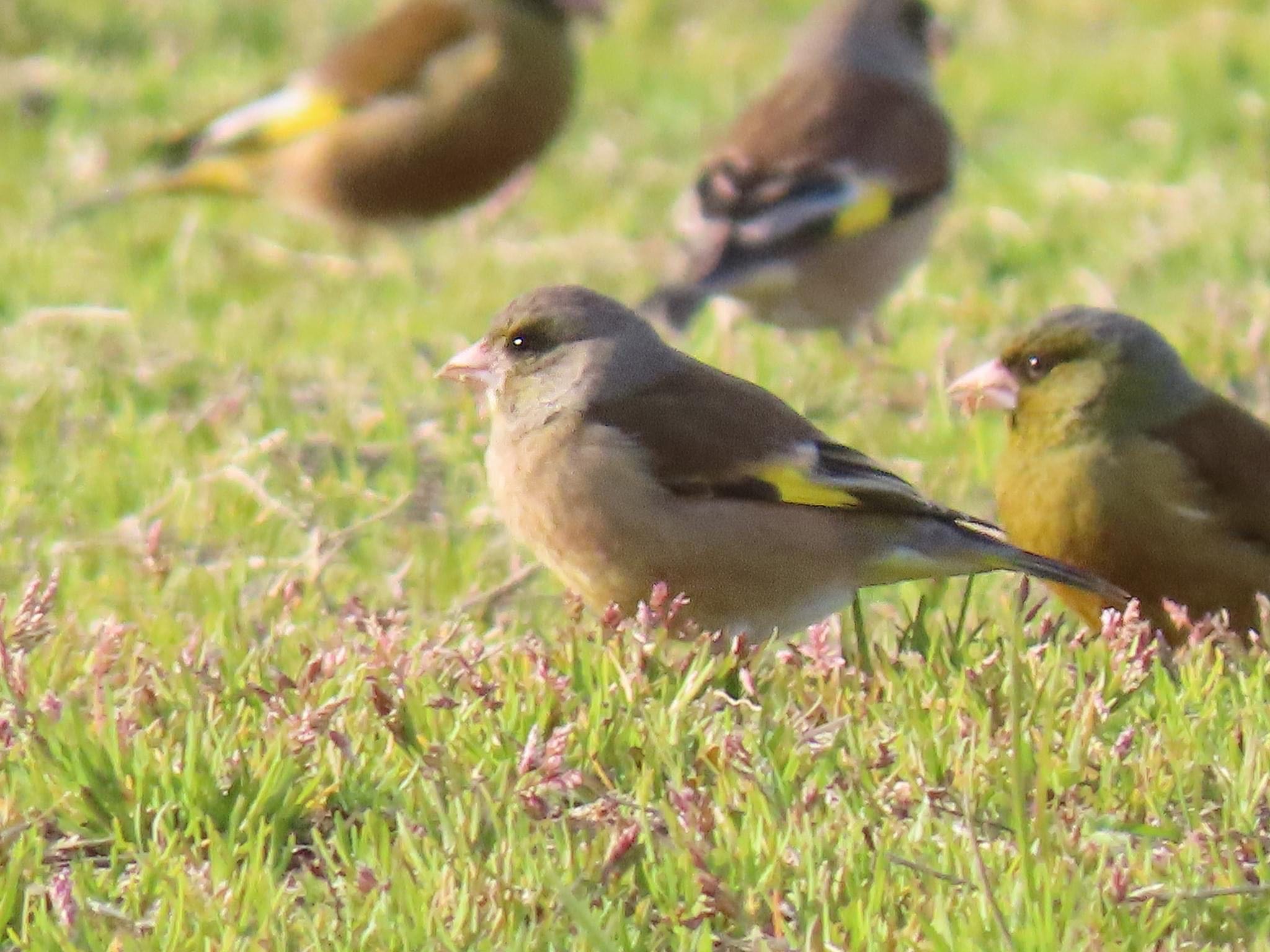 Grey-capped Greenfinch