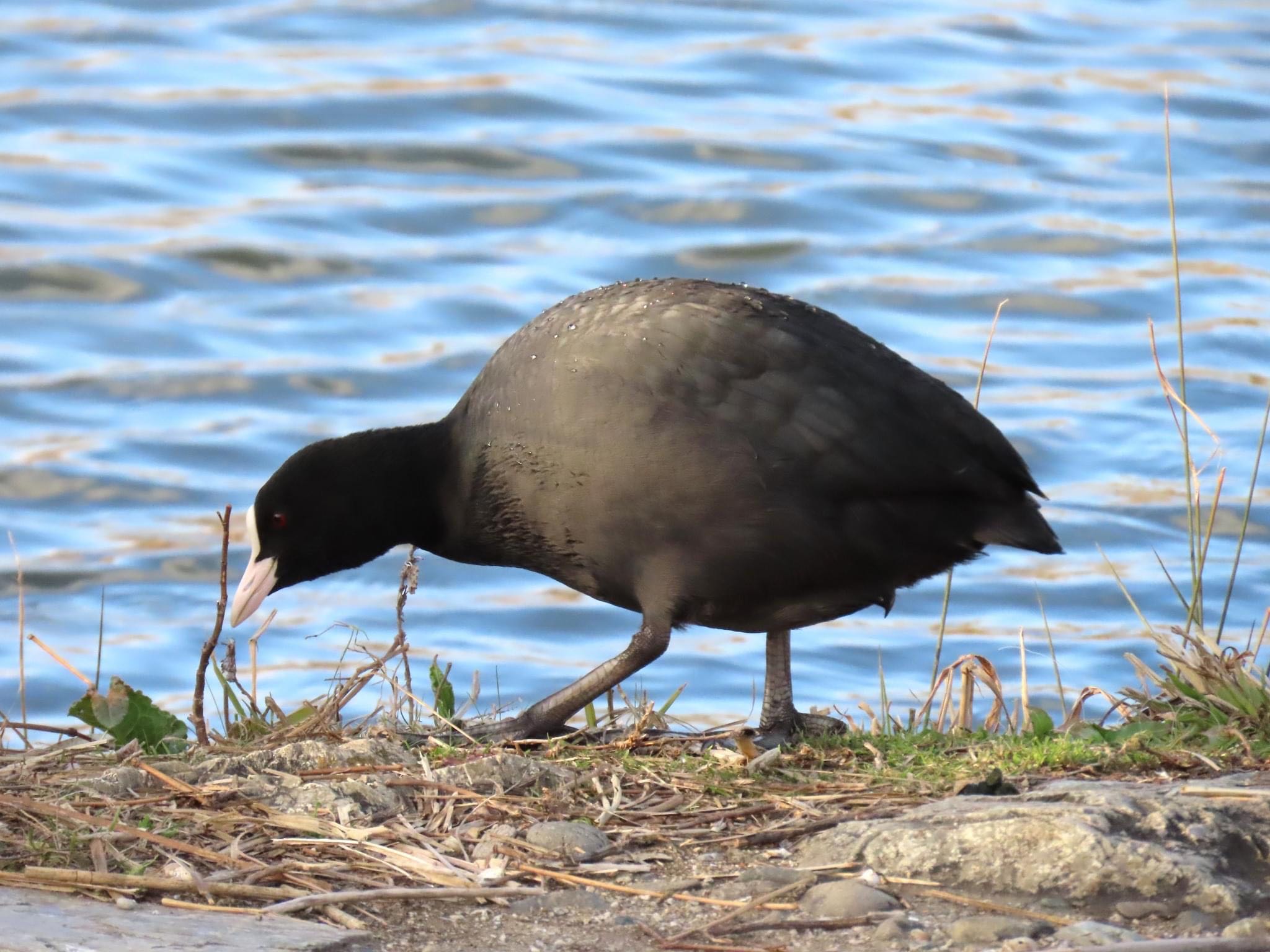 Photo of Eurasian Coot at 淀川河川公園 by えりにゃん店長