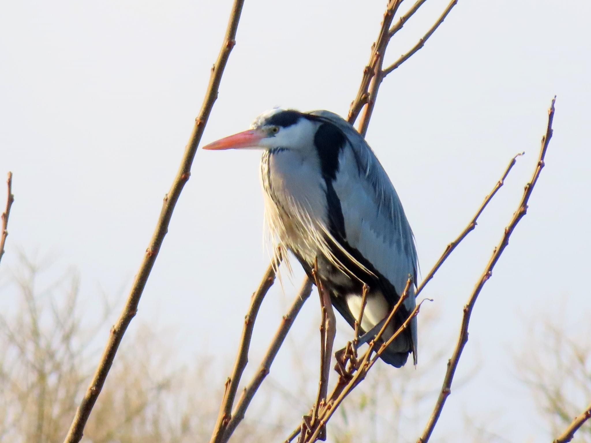 Photo of Grey Heron at 淀川河川公園 by えりにゃん店長