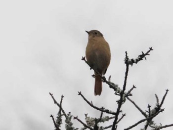 Daurian Redstart 今宿野外活動センター(福岡県) Sat, 11/19/2022