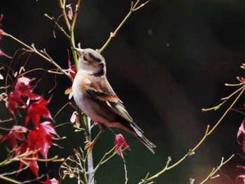 Brambling 今宿野外活動センター(福岡県) Sat, 11/19/2022