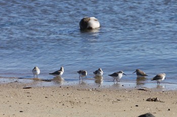 Dunlin Gonushi Coast Sat, 12/8/2018