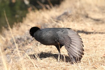 Eurasian Coot 自宅近辺 Sat, 2/3/2024