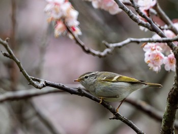 キマユムシクイ 福岡県北九州市 2024年2月25日(日)