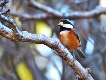 Varied Tit Yoyogi Park Sun, 3/10/2024