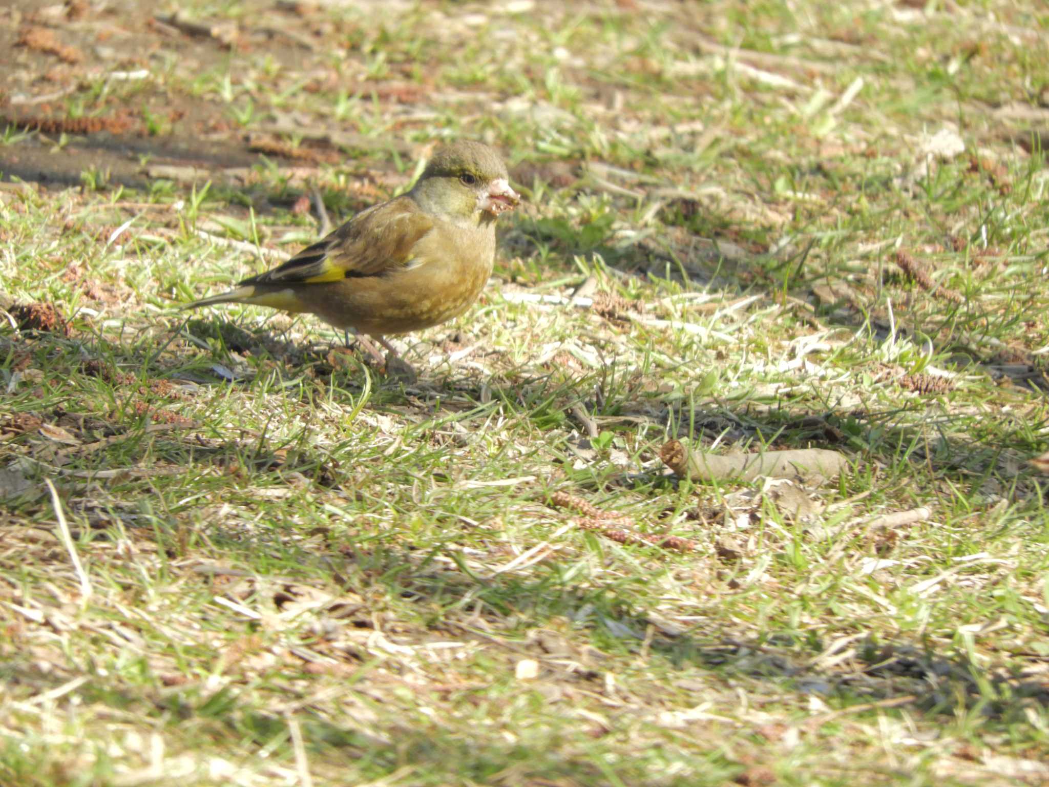 水元公園 カワラヒワの写真 by maru