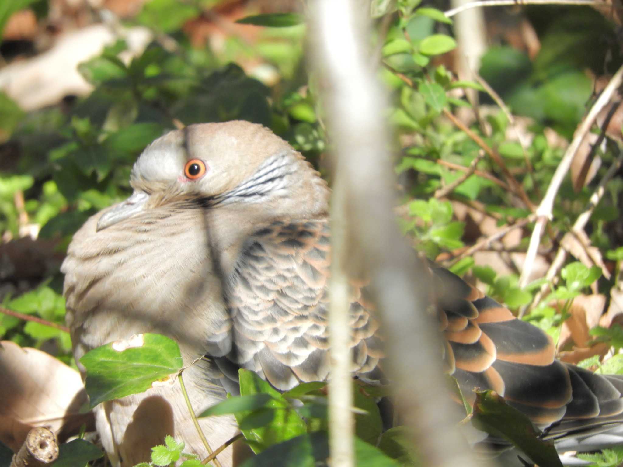 水元公園 キジバトの写真 by maru