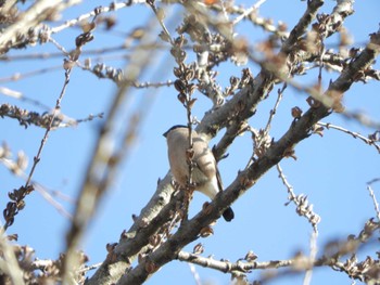 2024年3月10日(日) 水元公園の野鳥観察記録