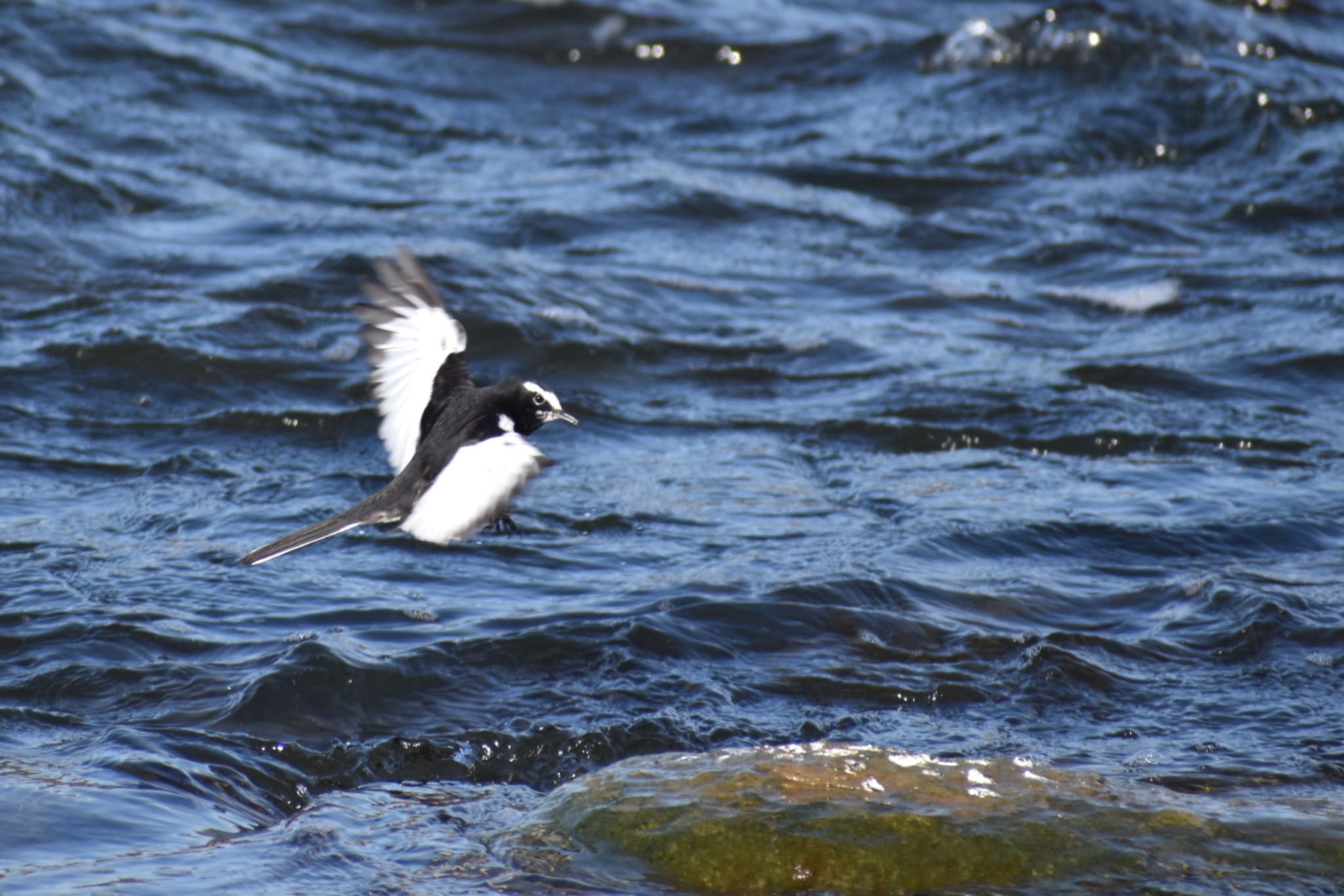 Photo of Japanese Wagtail at 多摩川二ヶ領宿河原堰 by Ryan Brian