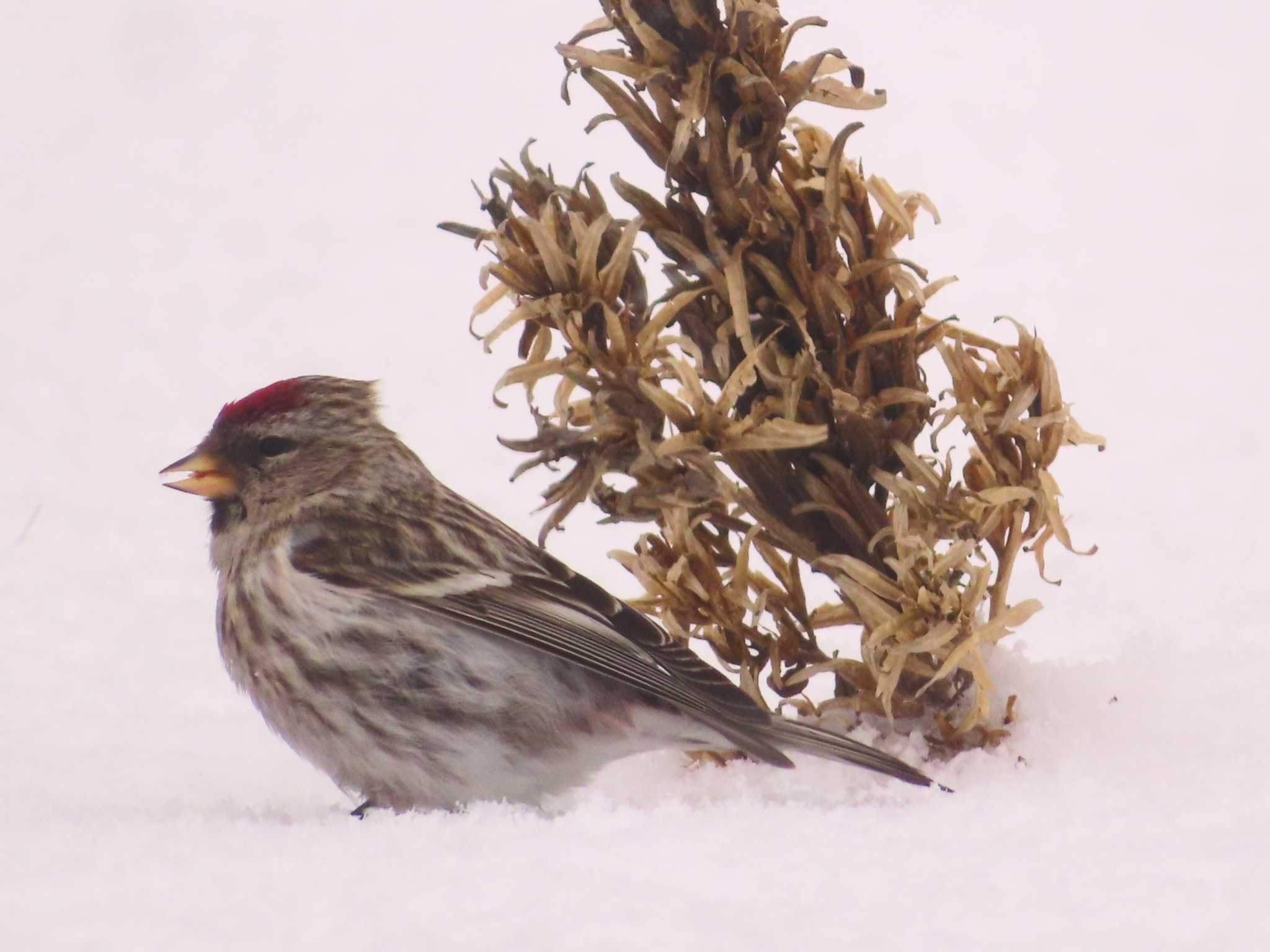 Photo of Common Redpoll at Makomanai Park by ゆ