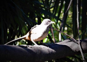 Masked Laughingthrush 多摩川 Sun, 3/10/2024